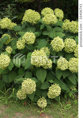 Annabelle fading 38406743