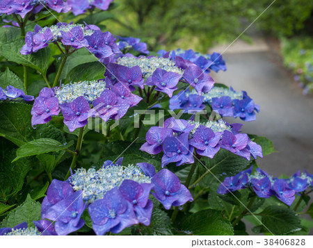 Hydrangea 38406828