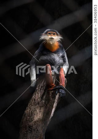 dramatic shot Red-shanked douc langur in the cage 38406953