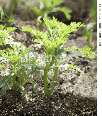 Spring chrysanthemum grown in the field Spring chrysanthemum grown in the field 38407034