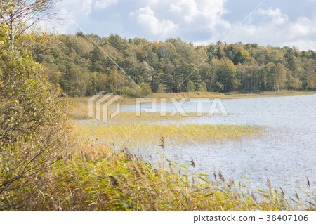 The wildly vegetated coast at the Mueritz Germany The wildly vegetated coast at the Mueritz Germany 38407106