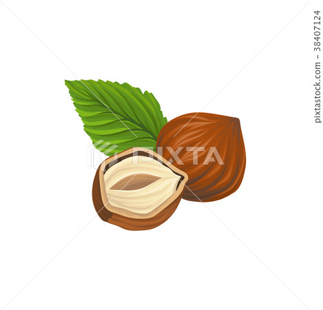 Cartoon illustration of whole and half of hazelnut Cartoon illustration of whole and half of hazelnut 38407124