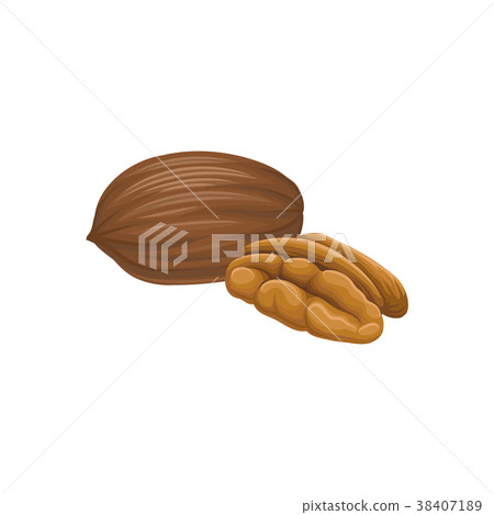 Cartoon vector icon of brown pecan nut. Healthy 38407189