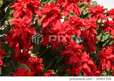 聖誕紅 聖誕紅 38407309
