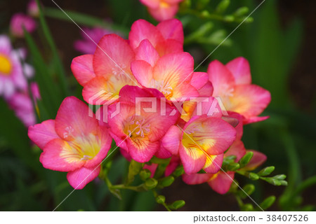 Freesia 38407526