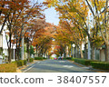 Autumn street tree 38407557
