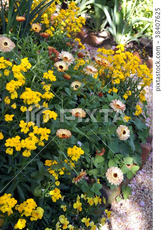 Yellow garden (garden where colorful flowers bloom) 38407625