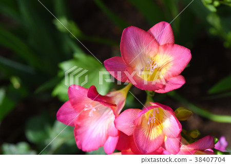 Freesia 38407704