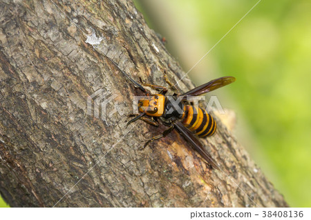Hornet 38408136