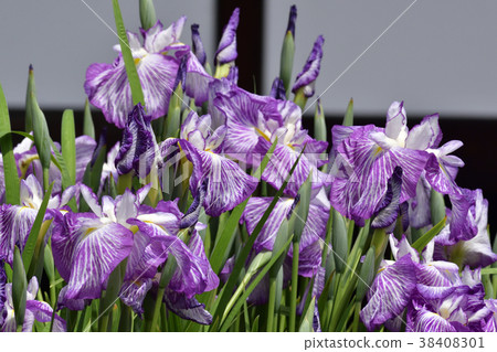 Mimuroto-ji flower garden 38408301