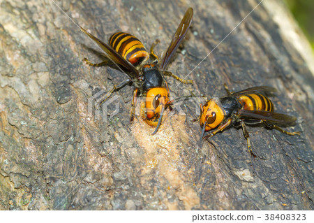 Hornet Hornet 38408323