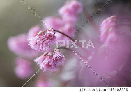 Iwakagami 1 38408358
