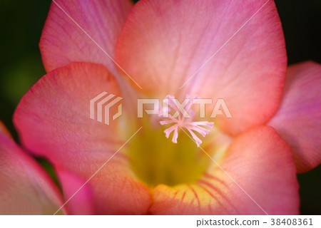 鳶尾科 鳶尾科 38408361