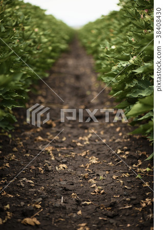 Cotton field in the countryside. Cotton field in the countryside. 38408430