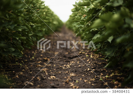 Cotton field in the countryside. 38408431