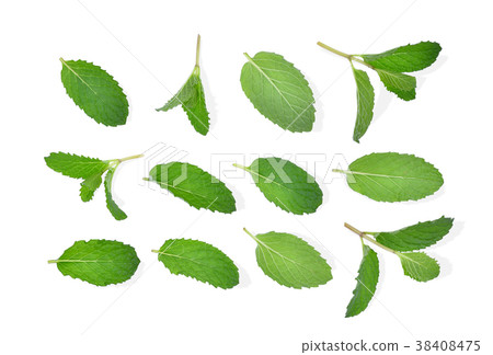 fresh mint leaf isolated on white background 38408475