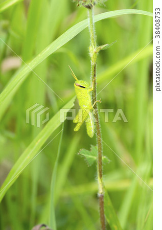 Patanga japonica 38408753