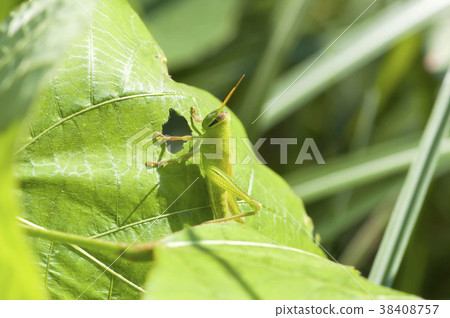 Patanga japonica 38408757