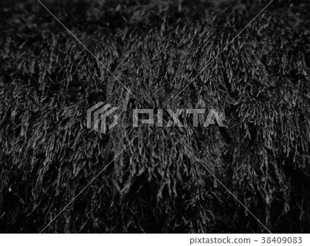 Moss (monochrome) 38409083