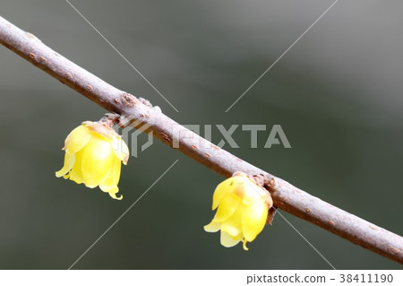 Yamada Ike Park Umebayashi "Waxume" Osaka Prefecture Hirakata City Yamada Ike Park Umebayashi "Waxume" Osaka Prefecture Hirakata City 38411190