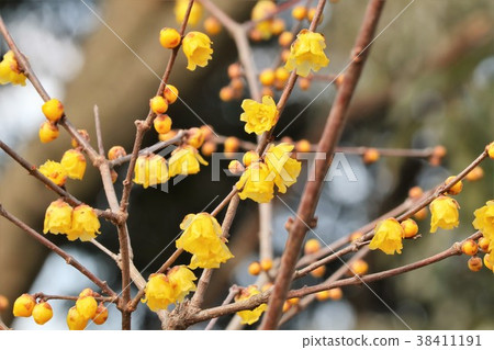 Yamada Ike Park Umebayashi "Waxume" Osaka Prefecture Hirakata City 38411191