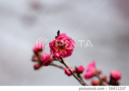 Yamada Ike Park Umebayashi "Koume" Osaka Prefecture Hirakata City Yamada Ike Park Umebayashi "Koume" Osaka Prefecture Hirakata City 38411207