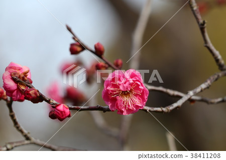 Yamada Ike Park Umebayashi "Koume" Osaka Prefecture Hirakata City Yamada Ike Park Umebayashi "Koume" Osaka Prefecture Hirakata City 38411208