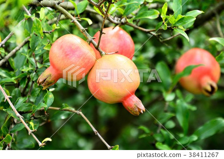 Pomegranate fruit 38411267