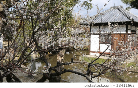 Kodenji寺的李子 Kodenji寺的李子 38411662