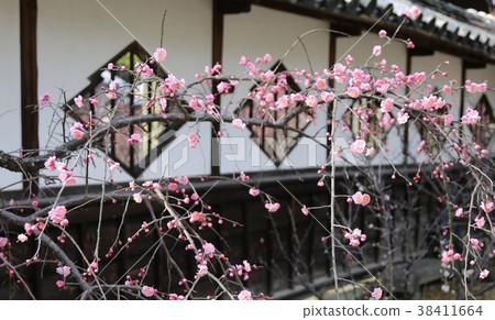 Kodenji寺的李子 Kodenji寺的李子 38411664