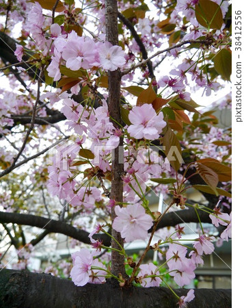 cherry blossom, cherry tree, light rainbow 38412556