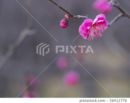 Red plum, ume, beginning to bloom 38412776