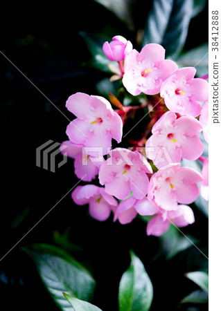 Leam的Assamuni Oi Zakura 38412888