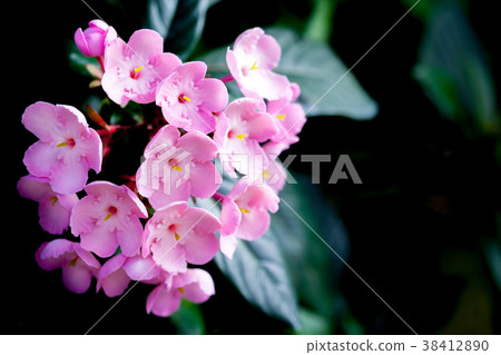 Assamuni Oi Zakura, Leclear 38412890