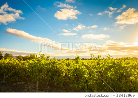McLaren valley vineyards at sunset 38412969