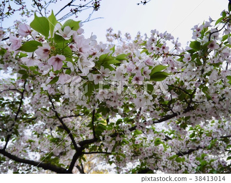 OOSHIMAZAKURA 38413014