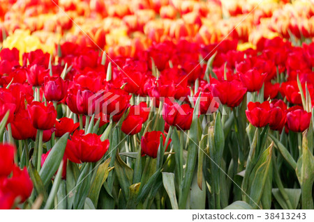 Colorful tulip in the garden. 38413243