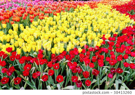 Colorful tulip in the garden. Colorful tulip in the garden. 38413260