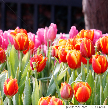 Colorful tulip in the garden. Colorful tulip in the garden. 38413261
