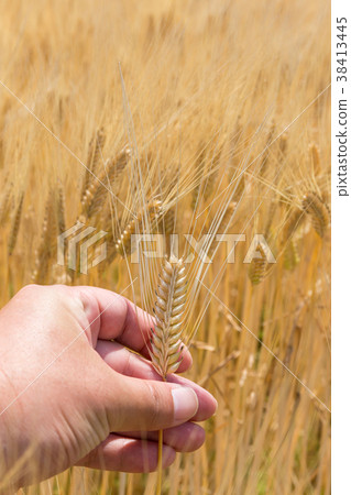 Beer wheat wheat field (May) Beer wheat wheat field (May) 38413445