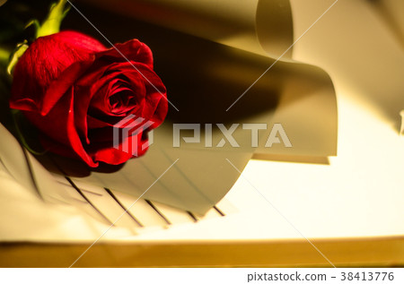 玫瑰,玫瑰花,花 玫瑰,玫瑰花,花 38413776