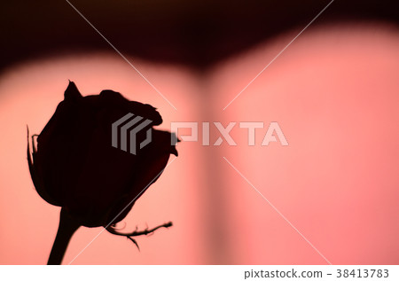玫瑰,玫瑰花,花 玫瑰,玫瑰花,花 38413783