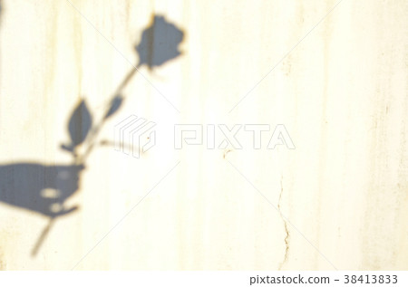 Rose, rose, flower 38413833