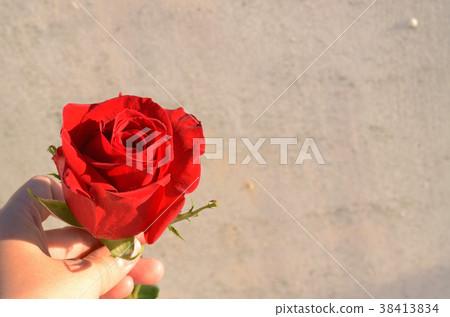 Rose, rose, flower 38413834