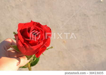 Rose, rose, flower 38413835