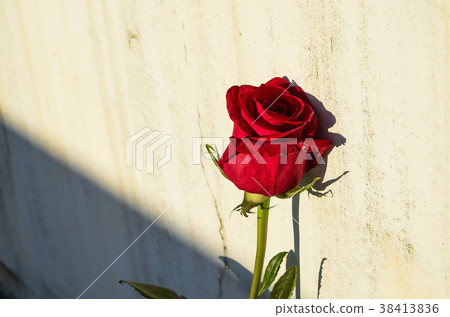 Rose, rose, flower 38413836
