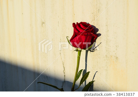 玫瑰,玫瑰花,花 玫瑰,玫瑰花,花 38413837