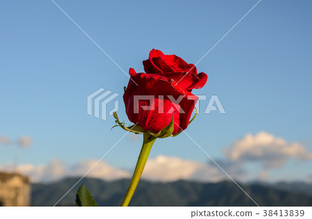 玫瑰,玫瑰花,花 玫瑰,玫瑰花,花 38413839