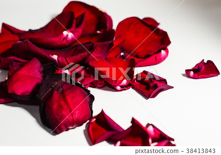 玫瑰,玫瑰花,花瓣 玫瑰,玫瑰花,花瓣 38413843