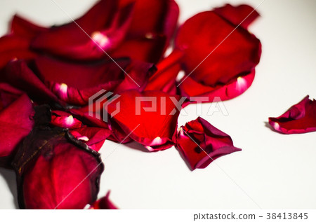 玫瑰,玫瑰花,花瓣 玫瑰,玫瑰花,花瓣 38413845